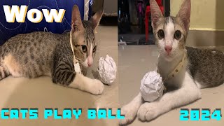 Cats play ball 2024,so lovely                                                      🥰 #kitten #funny