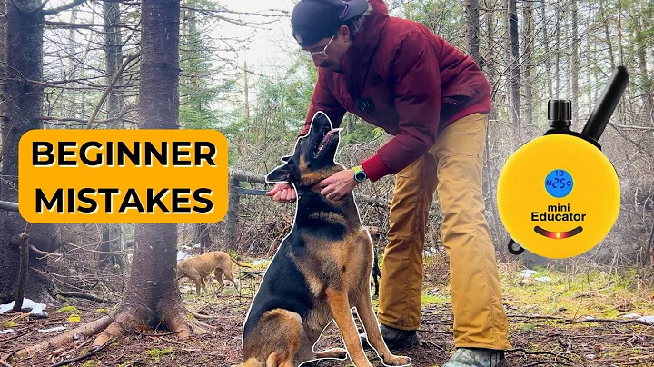 Week 1 Ecollar (remote training collar) Mistakes