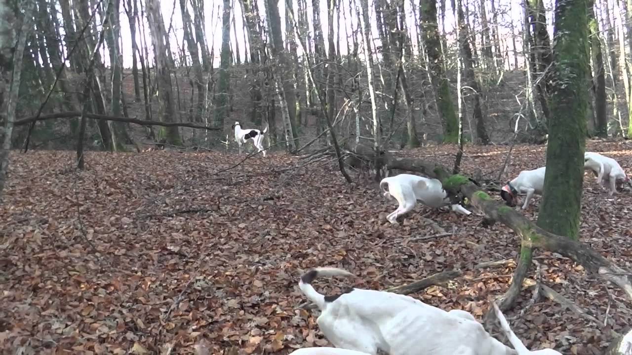 chasse lièvre  avec 12 chiens .