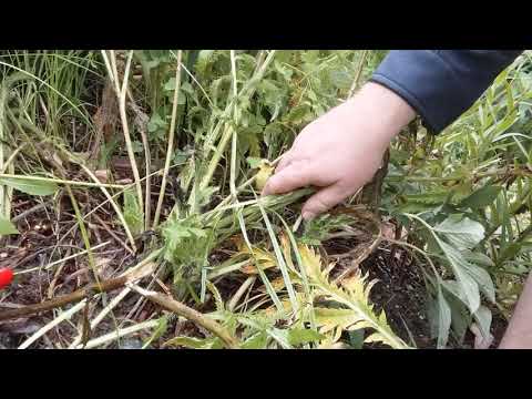 Video: Hvorfor blomstrer orientalske valmuer ikke: Sådan får du blomster på prydvalmueplanter