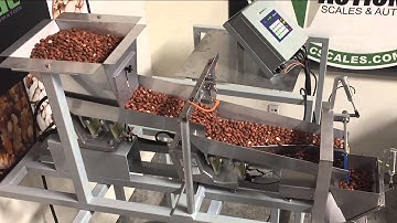 Actionpac Linear Netweigh System with Standard Spreader and "Veggie" Hopper - Running Almonds