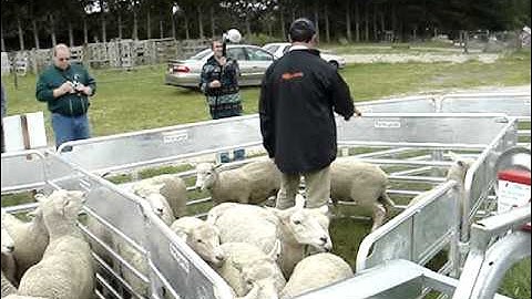 Gallagher HR3 in a pen