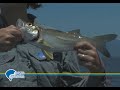 Pesca de Robalos na rodada com camarão vivo - parte 2