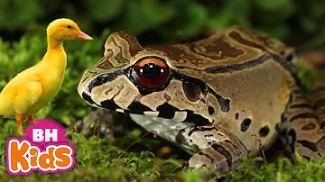 Chú Ếch Con, Chú Vịt Con - Nhạc Thiếu Nhi Sôi Động Cho Bé Ăn Ngon, Bài Hát Con Vật Vui Nhộn