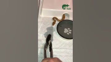 Ultramel Ghost baby ball python  Feeding time