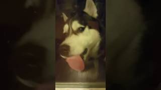 Husky window licker