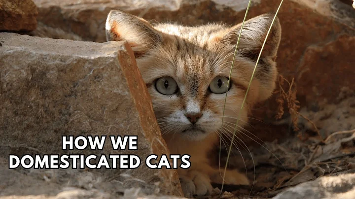 Video 11130861: domestic cat