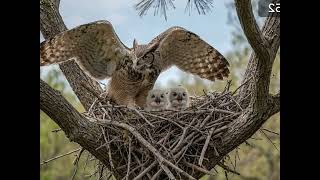 Scanlation group - 81 Days From Egg to First Flight | The Great Horned Owl's Incredible Journey