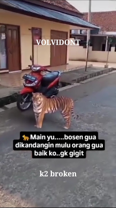 aing maung [daily meme] part#19 #shorts