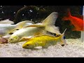 Very Rare yellow Diamond koi Fish