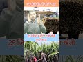34 चीनी मील हो रही है शुरू #नीतीश_कुमार #breakingnews #चीनीमील #biharnews