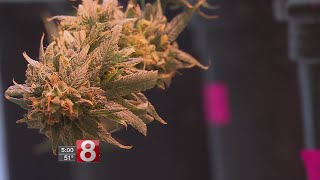 Datos Reaction to national bill that would decriminalize marijuana Noticias