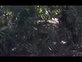 Can you see It? There's a Bigfoot Watching You