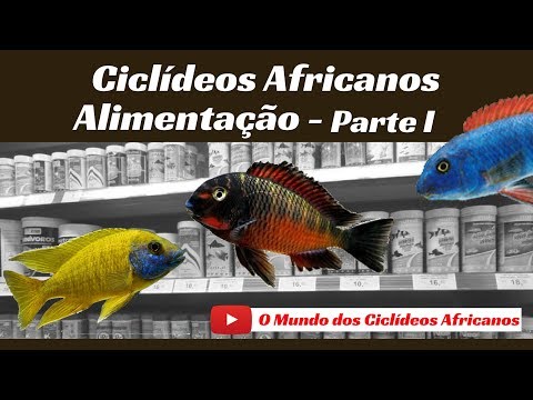 Vídeo: Como Alimentar Ciclídeos