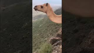 "Laandaaqa geeluba, labigii jarka udhowIntuu laac isleeyahay, Soo looli kama dhaco."