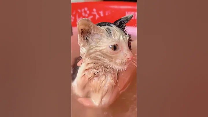 Video 11496961: cat kitten bathing