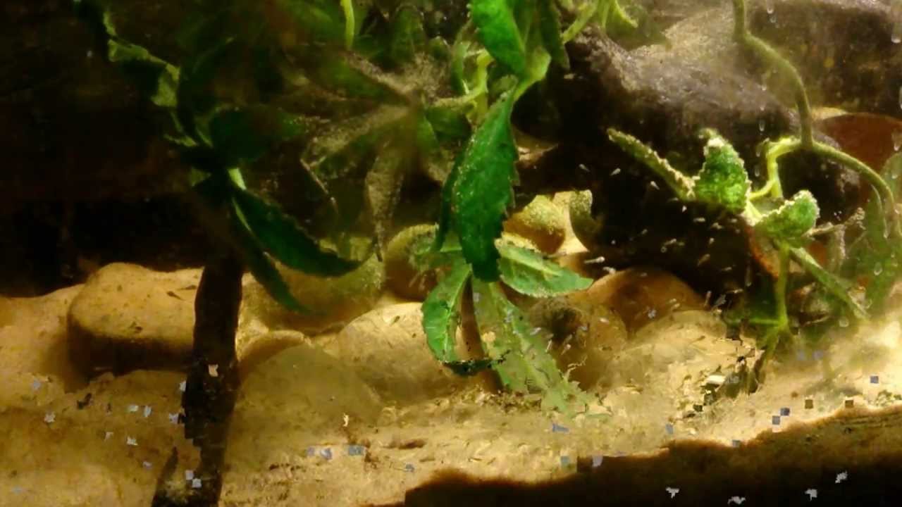 riopan exCichlasoma istlanum 'Rio Balsas' with free swimming fry