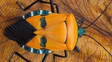 Man Faced Stink Bug  | Man Faced  Bug | Catacanthus Incarnatus | Shield Bugs |Hitler Bug