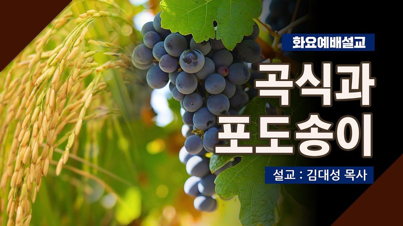 [화요설교] 곡식과 포도송이 | 김대성 목사