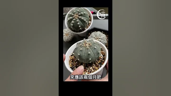喵王的多肉陽台-兜仙人掌凹陷怎麼養胖cactus watering Astrophytum asterias - 天天要聞