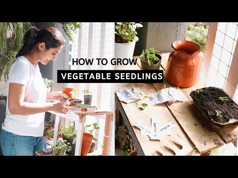 How to Grow Vegetable Seedlings  | Beginner