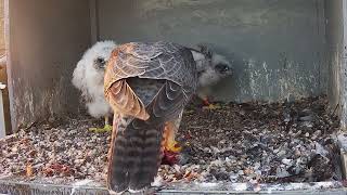 19th May 2024 Feed by Cromer Peregrines 965 views 2 weeks ago 19 minutes