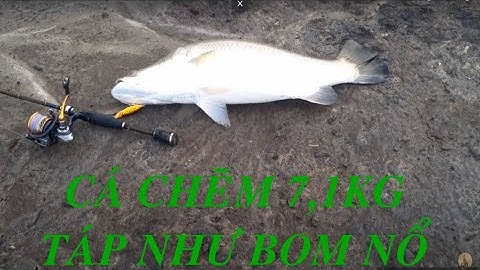 Câu cá chẽm, cá vược khủng và cú táp mồi như bom nổ || Super big Barramundi || Thiên Nhiên Muôn Loài