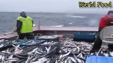 Đánh bắt cá trên biển Dung quất quảng ngãi Đk kênh để xem những clip thú vị hơn nhé