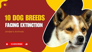 10 Dog Breeds Facing Extinction