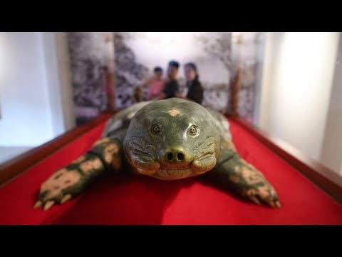 Video: Pagsisikap Sa Pagsagip Sa Vietnam Para Sa Kagalang-galang Na Giant Turtle