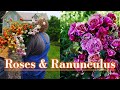Spring rose care  preventing black spot  flower farm ranunculus tour