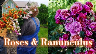 Spring Rose Care | Preventing Black Spot | Flower Farm Ranunculus tour