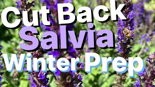 How to Prep Salvia for Winter || Prune Salvia in Fall. #salvia