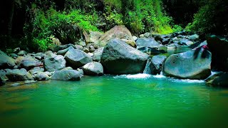 Beautiful Stream in Deep Forest River Sounds for Slepp for Stress reliever for Relaxation for Yoga