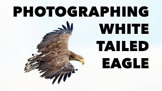 Download Lagu Photographing One of the World's Largest Eagles MP3