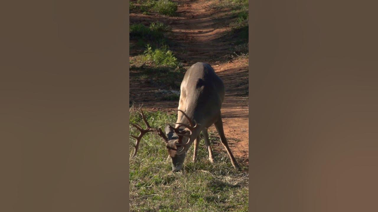 how-big-a-boy-are-ya-whitetail-monster-n1-outdoors-youtube