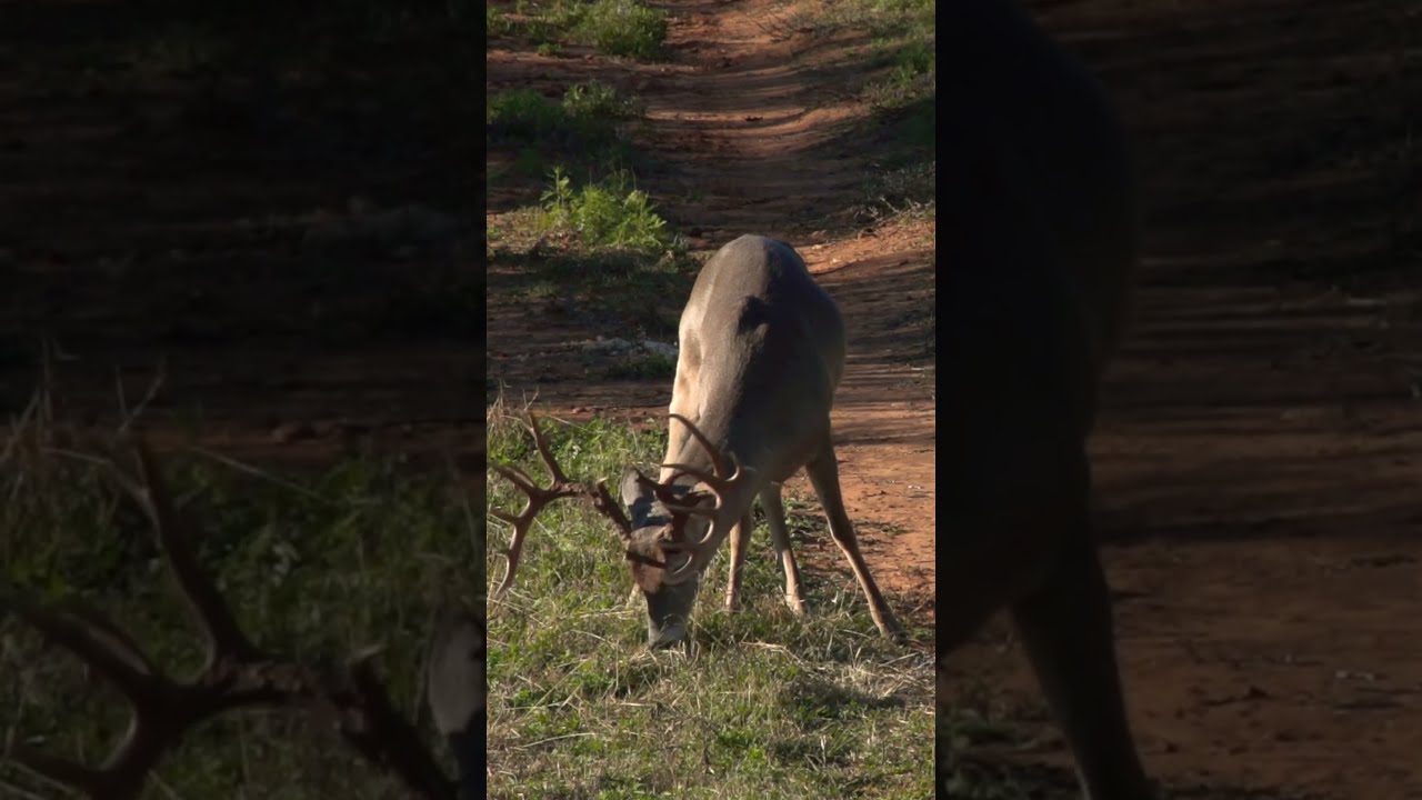 How Big A Boy Are Ya whitetail Monster N1 Outdoors YouTube How Big A Boy Are Ya whitetail Monster N1 Outdoors YouTube