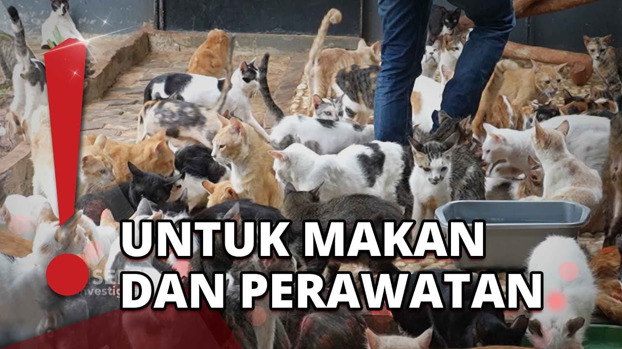 Rumah Singgah Berisi 700 Ekor Kucing Butuh Biaya Ratusan Juta Per Bulan