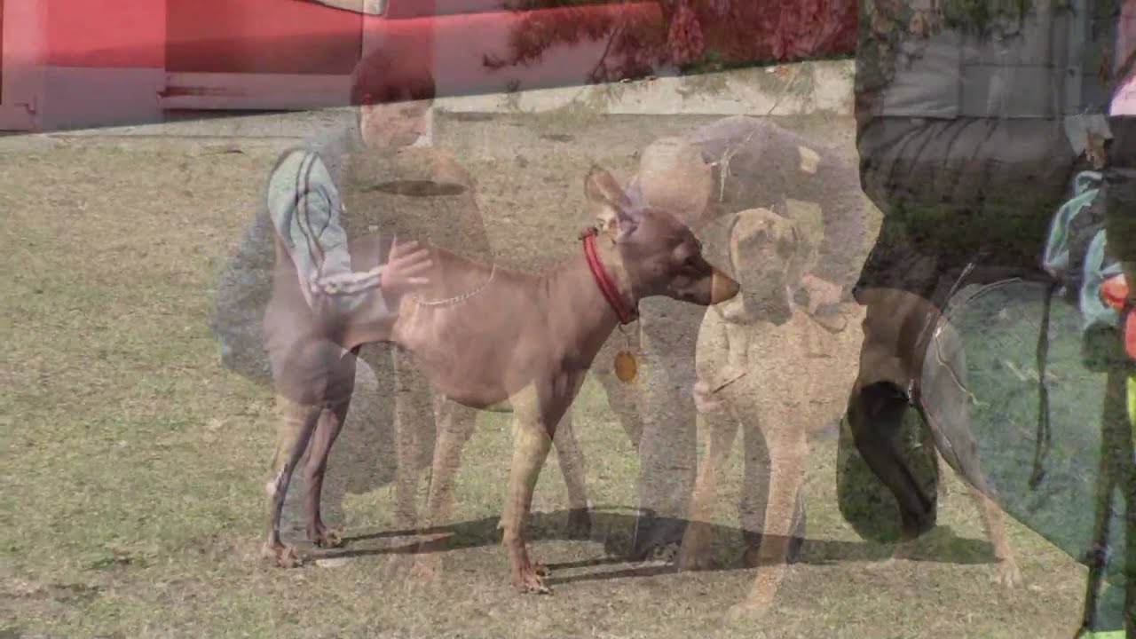 F020b National Dog Show Nitra 2010 (faraonskypes.sk)