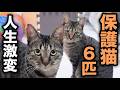 子猫を拾ったら人生変わった。気づけば保護猫6匹