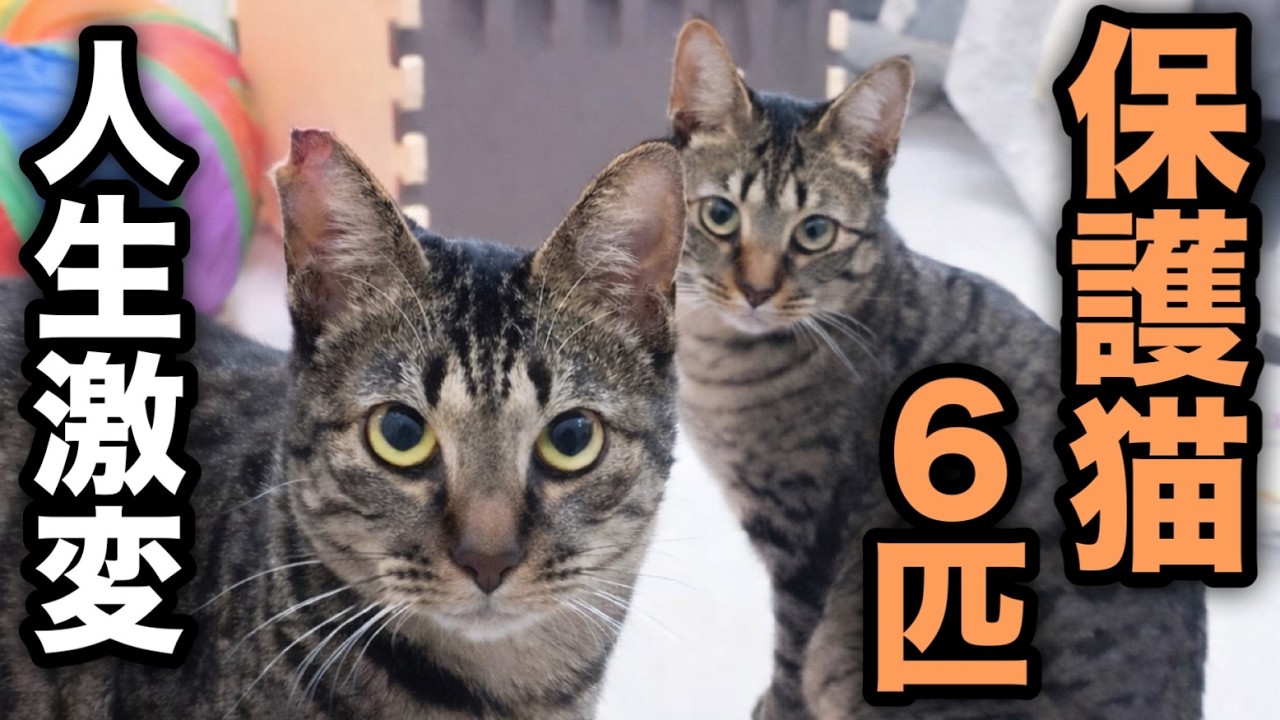 子猫を拾ったら人生変わった。気づけば保護猫6匹