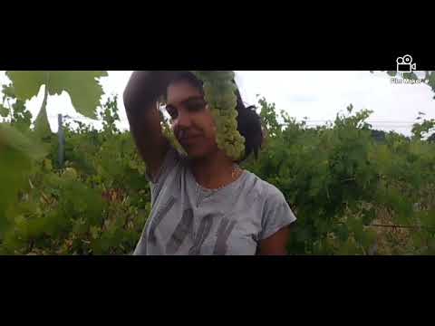 бране на грозде в Германия И България