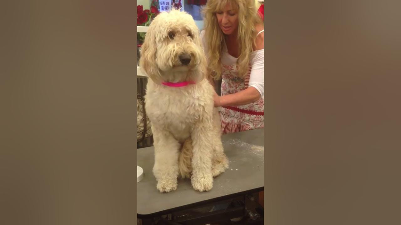 Pet Grooming Westlake Village, Its Pawfect Dematting a Goldendoodle