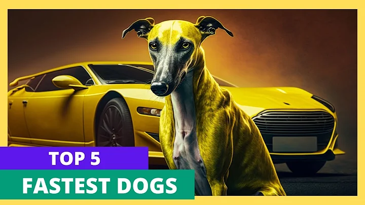 Top 5 Fastest Dog Breeds in the World!