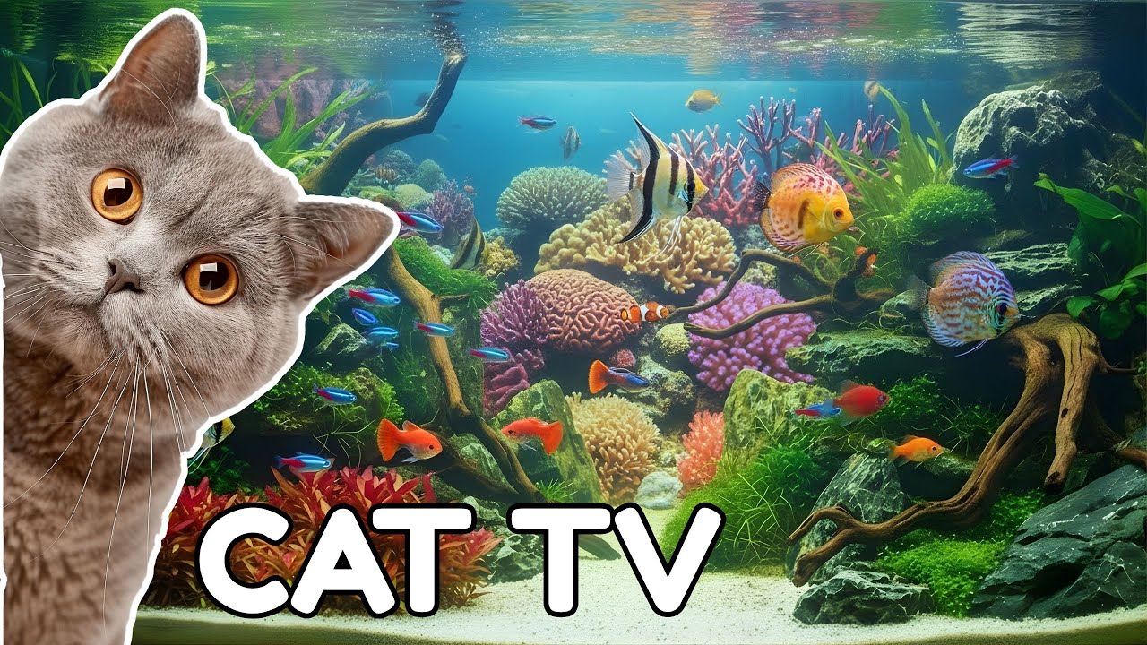 Cat TV | Underwater Fish Swimming Calmly – 2 Hours for Cats EP.02