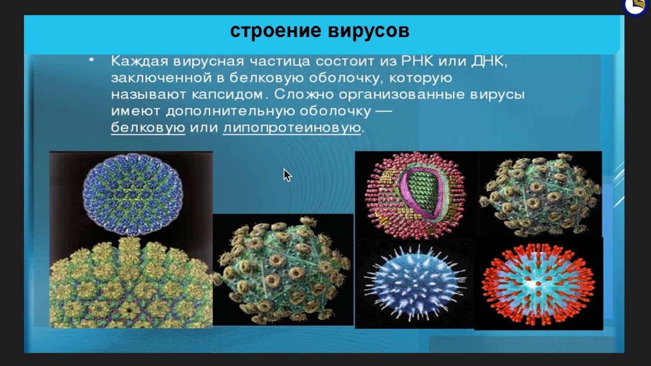 Вирусы относятся к живым организмам