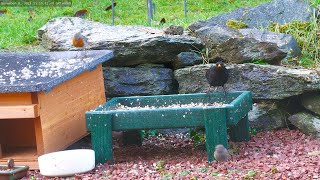 Holy Loch And Garden Wildlife Dunoon Scotland