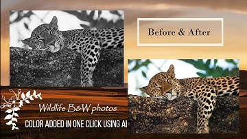 How  to add more colors to your Photos using AI for beginners.