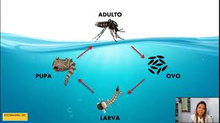 Papo com CCZ 02  Aedes Aegypti