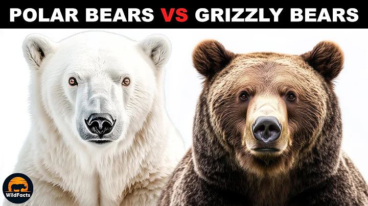 What Is The Difference Between Polar Bears and Grizzly Bears?